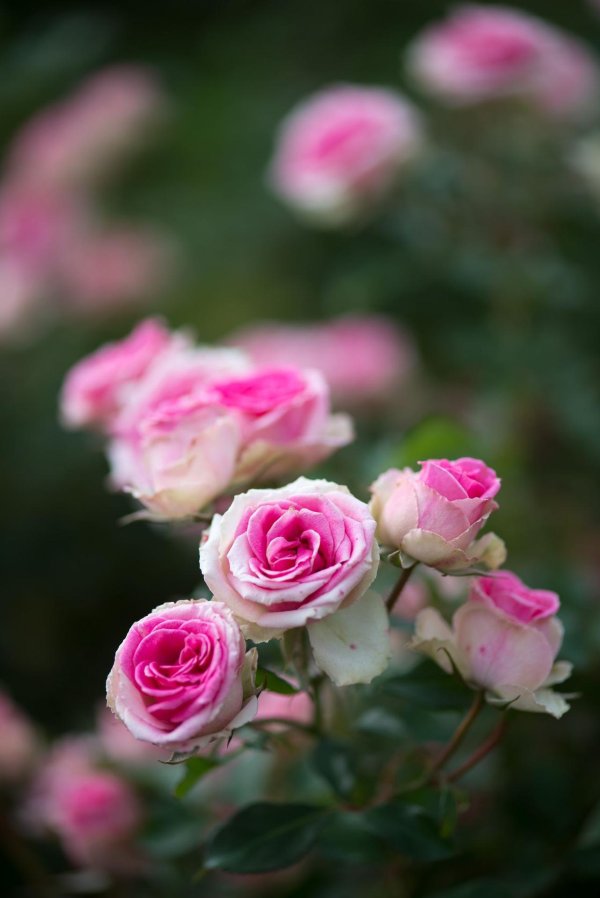 маленькие розочки