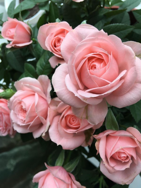 флорибунда секси рекси