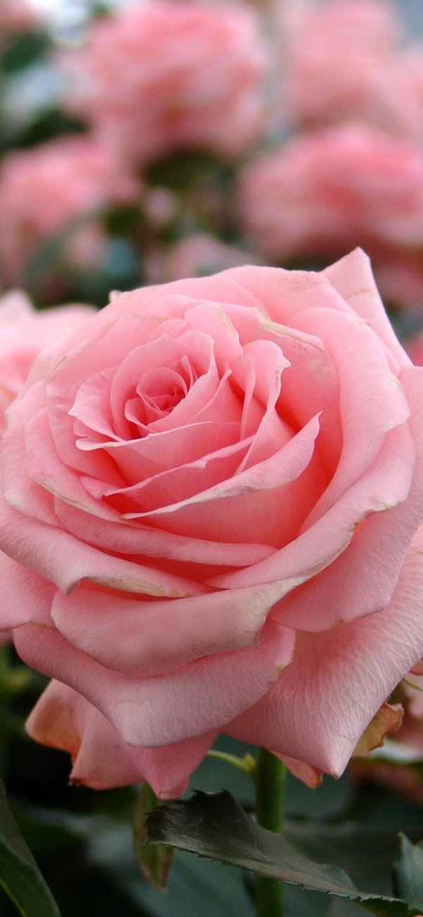 роза пинк ноблесс