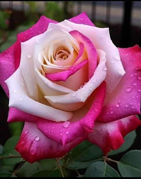 роза нежная