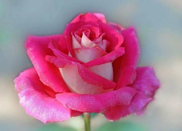 роза розита