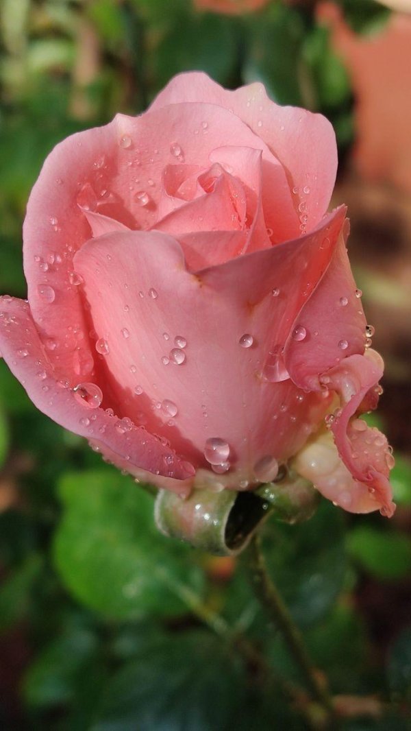 цветы розовые розы