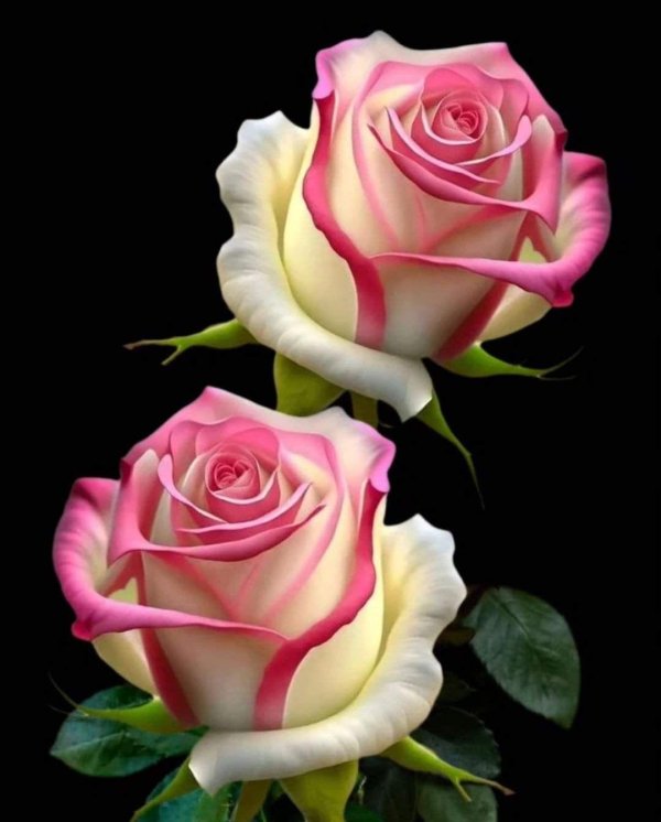 цветы красивые розы