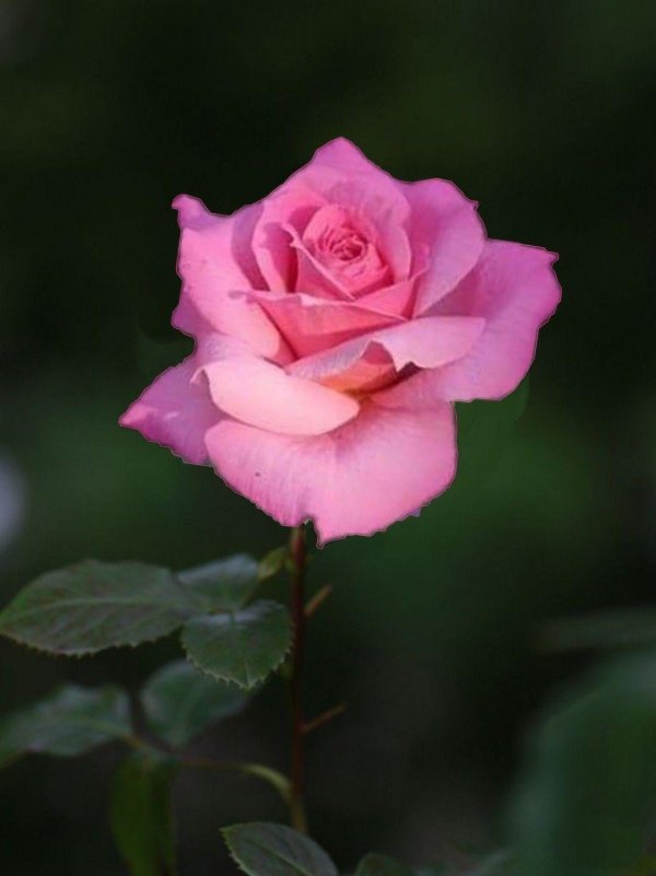 роза чайногибридная карина