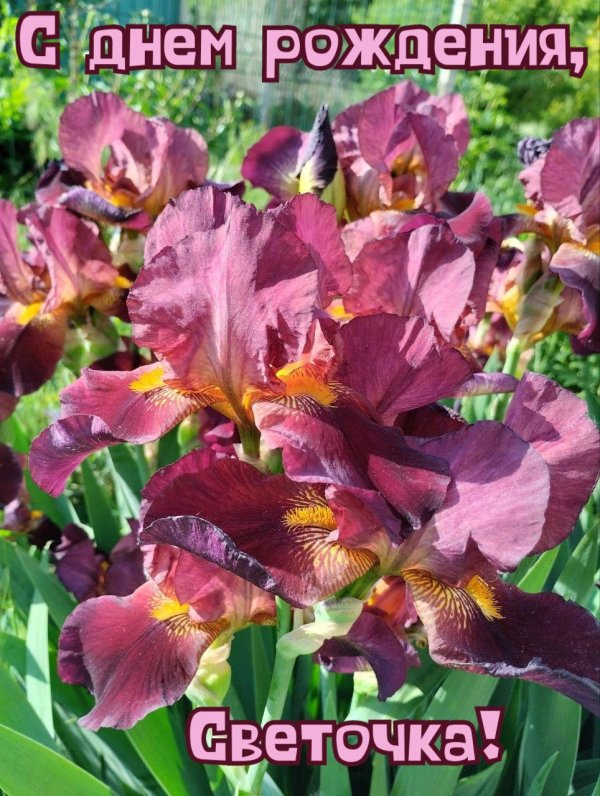 цветок ирис