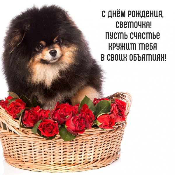 шпиц померанский