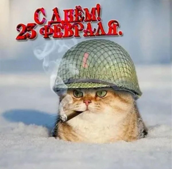 кот военный