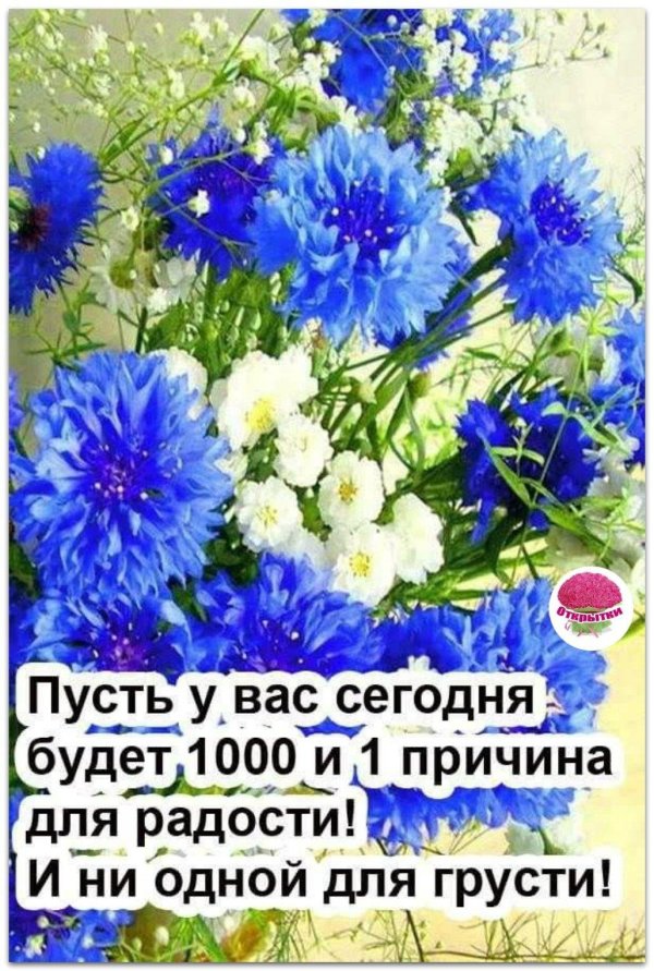 открытка васильки