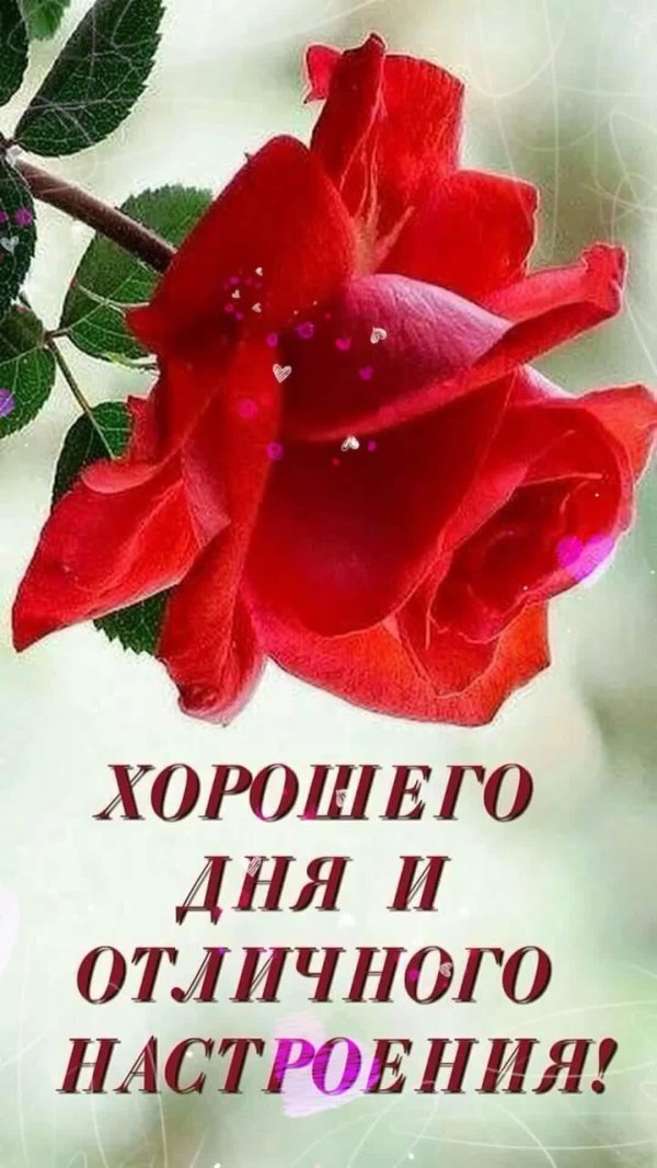 хорошего дня и отличного настроения любимая