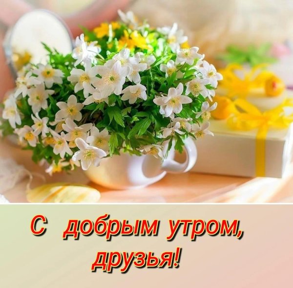 утренние цветы