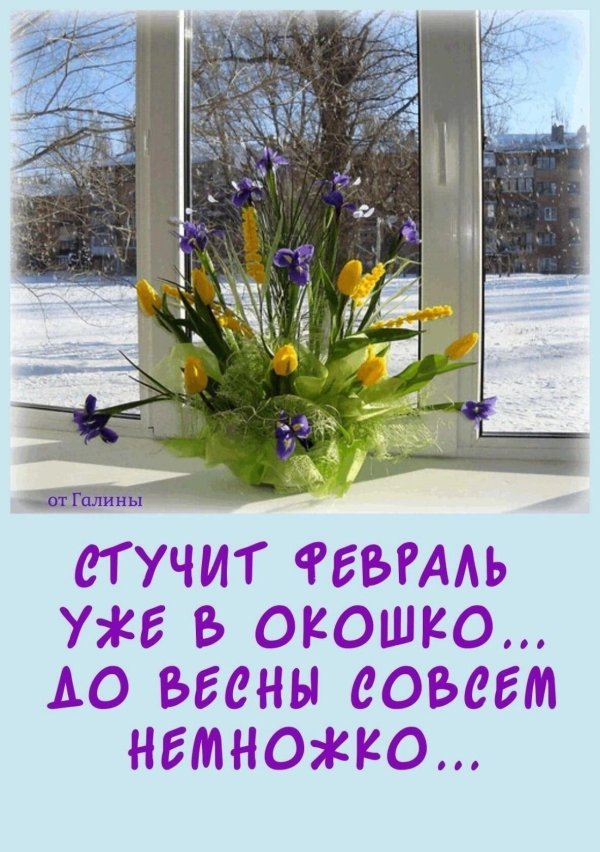 цветок на окне