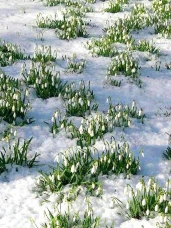 подснежники зимой