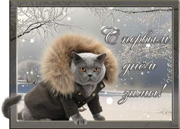 кот в куртке