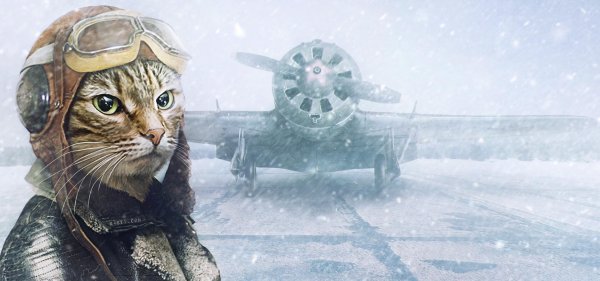 С 23 февраля с животными