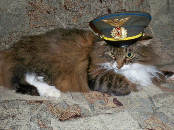 С 23 февраля с животными