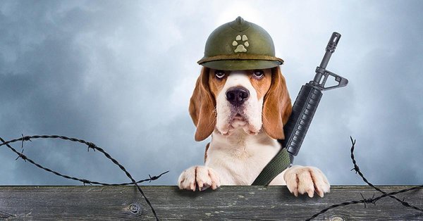 С 23 февраля с животными