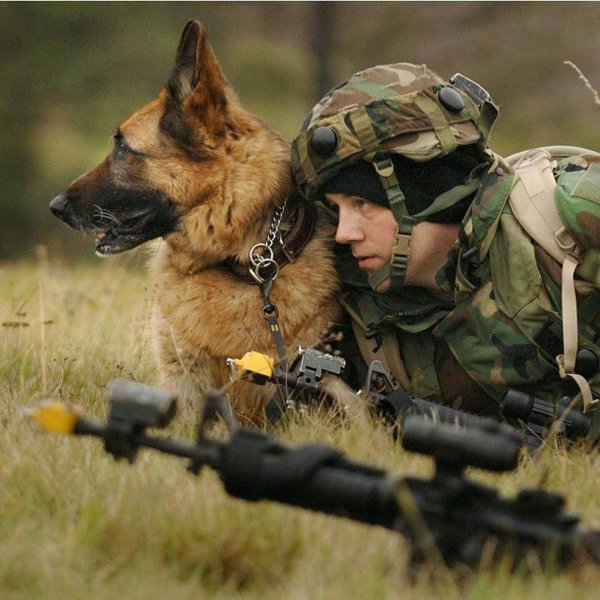 С 23 февраля с животными