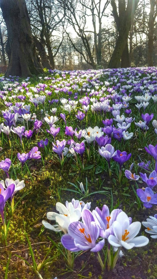 первоцветы крокусы