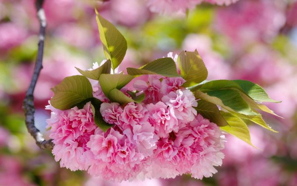 цветущие деревья