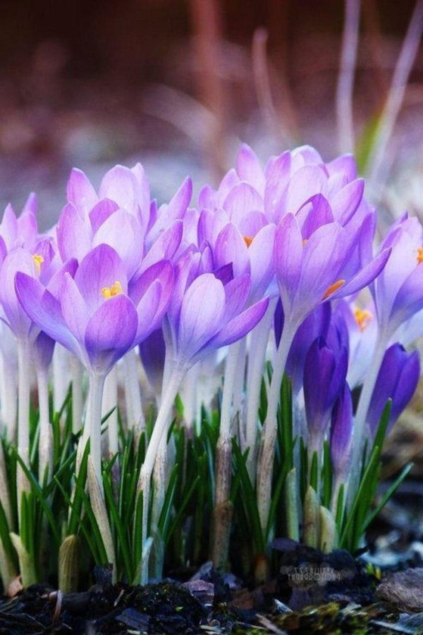 крокус фиолетовый