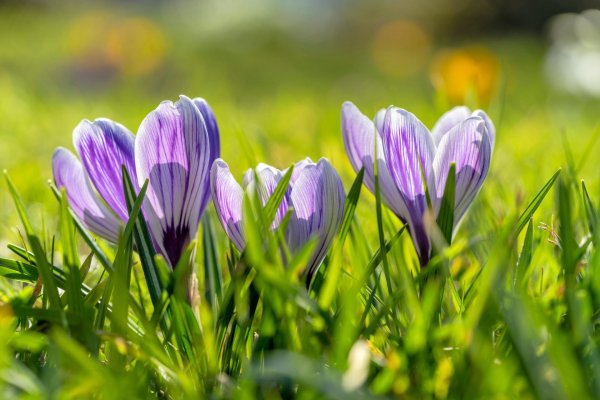 крокус растение