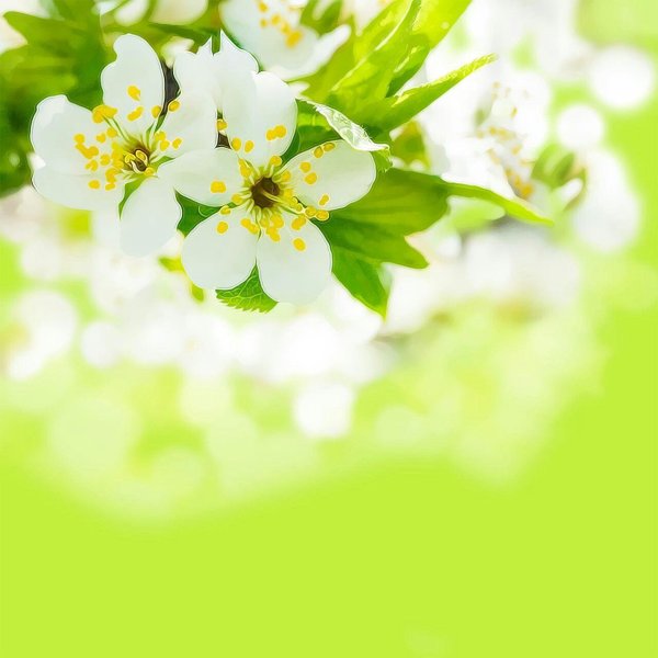 фон с весенними цветами белый