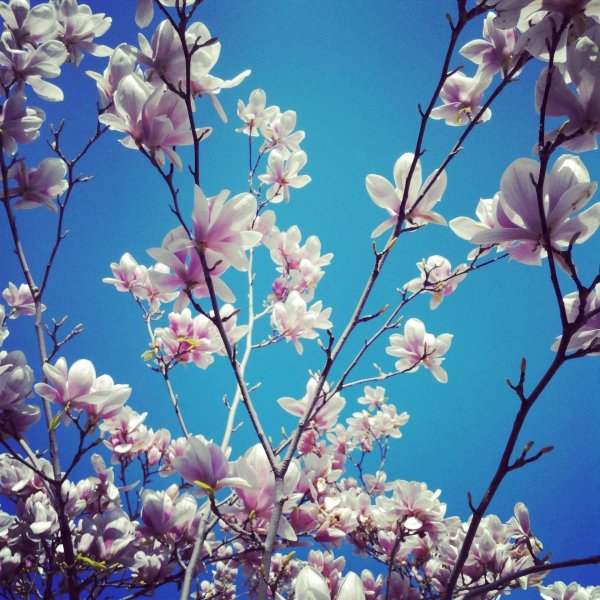 магнолия розовая дерево