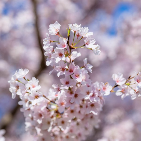 цветение сакуры