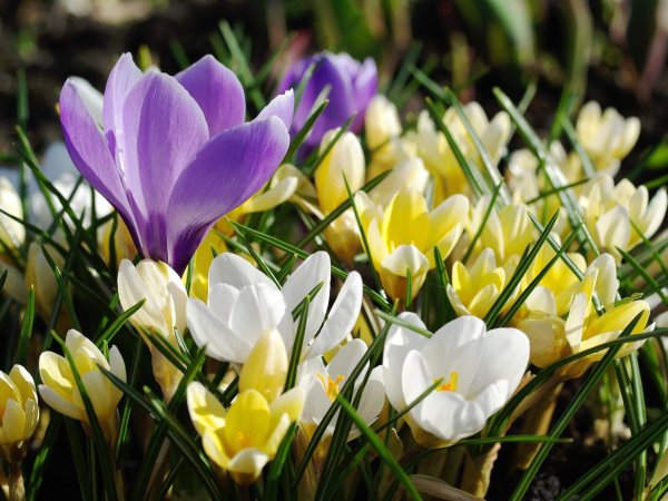 желтые первоцветы крокусы