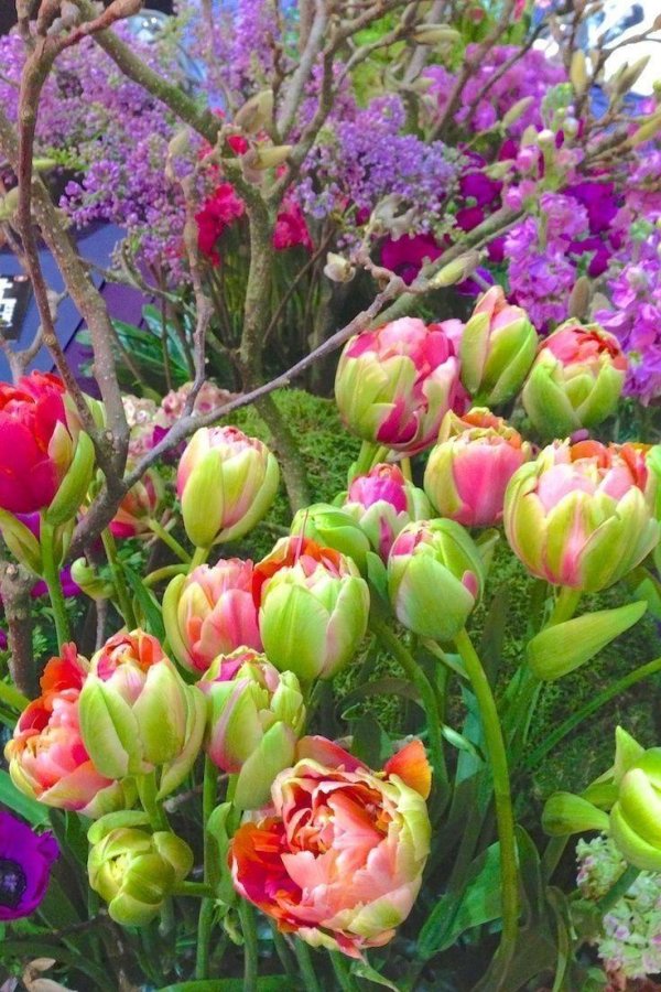 renown unique тюльпан