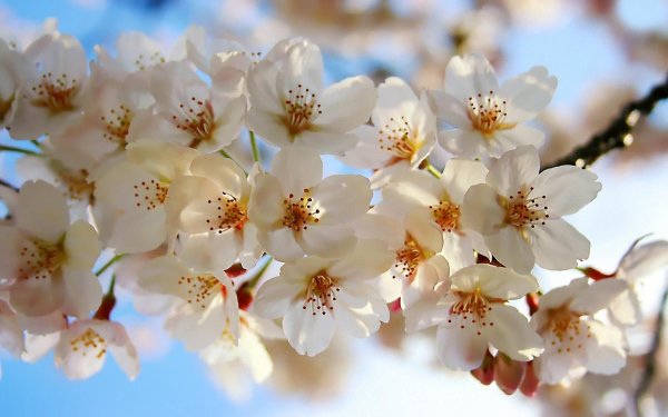 весеннее цветение