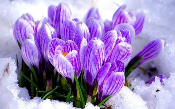 первоцветы крокусы
