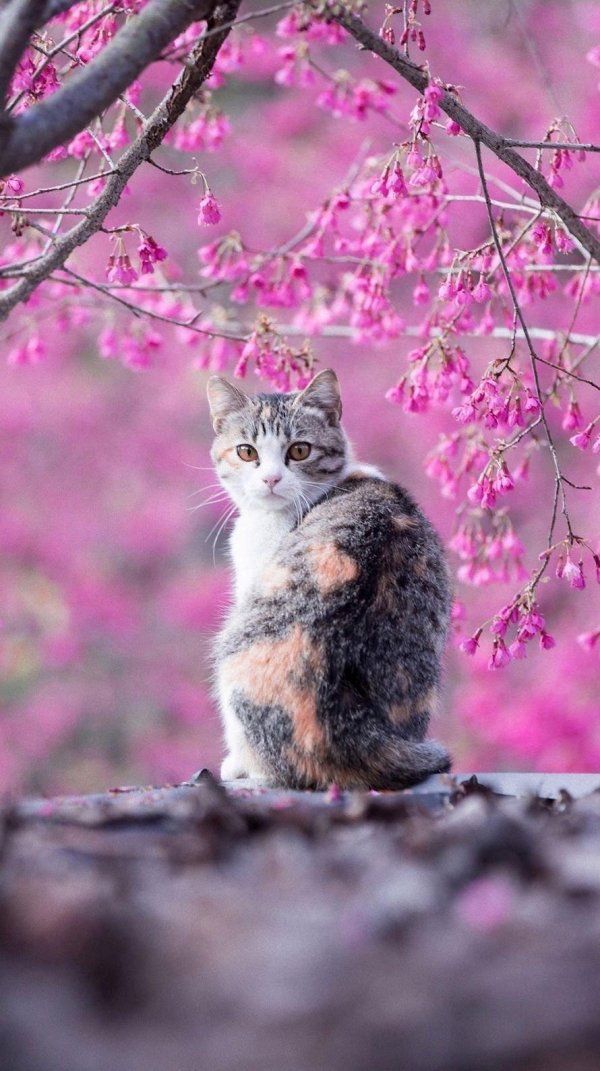 котики на природе