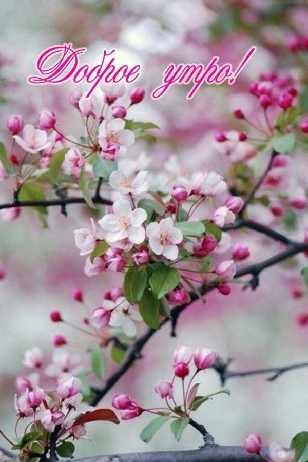 яблони в цвету