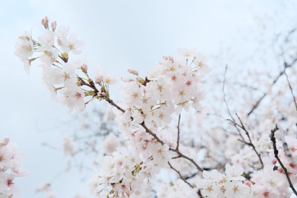 цветущая ветка