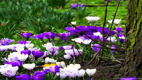 крокус весенний
