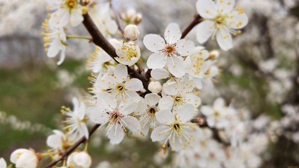 цветущая алыча дерево