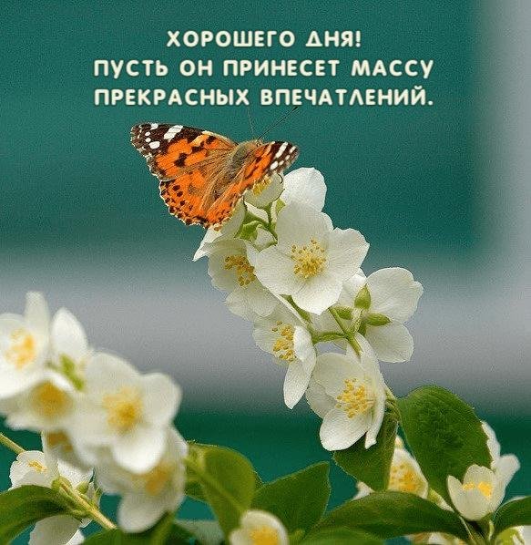 бабочка репейница