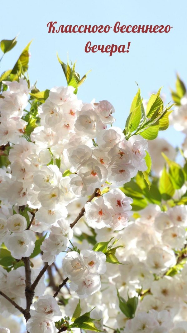 белые цветки