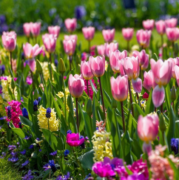 парк койкенхоф голландия