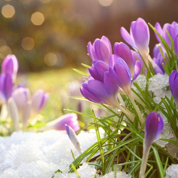 крокусы в снегу