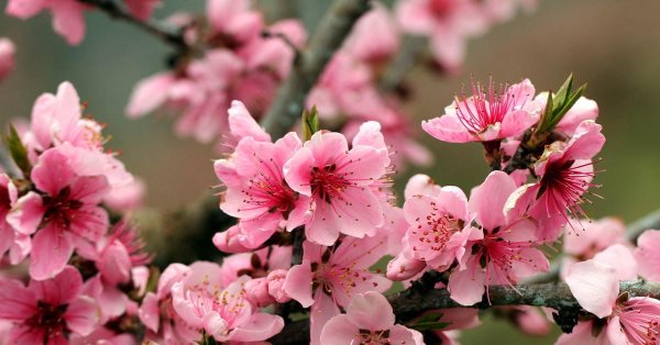 дерево нектарин цветет