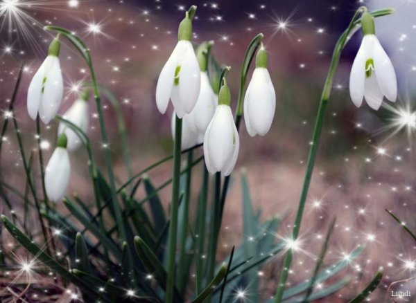 открытка с подснежниками