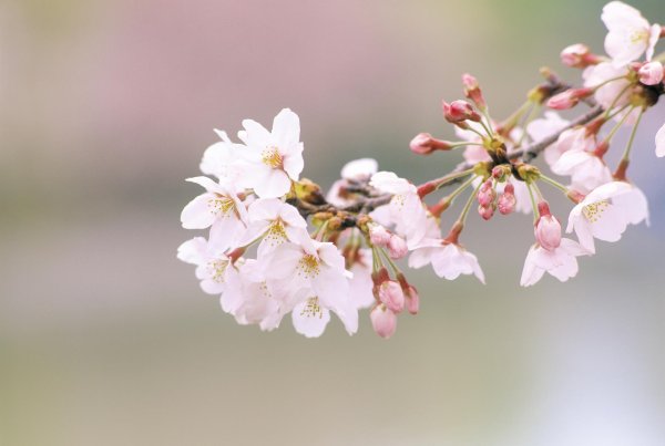 ветка цветущей сакуры