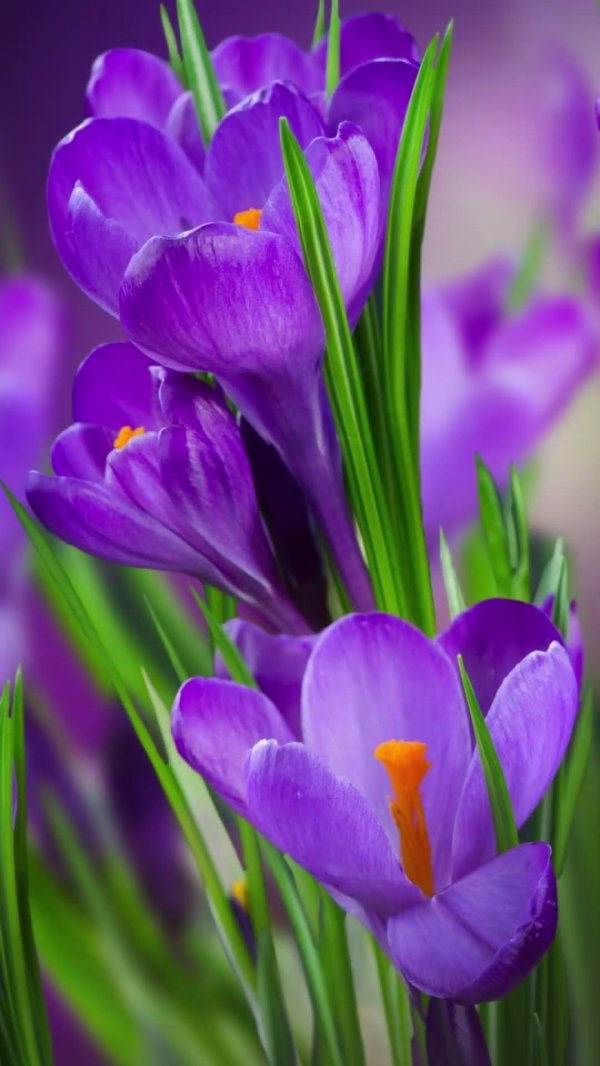 первоцвет сиреневый крокус