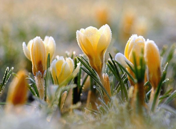 пробуждение весны