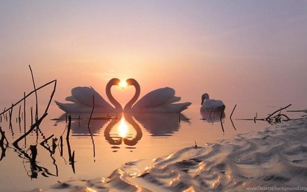 влюбленные лебеди