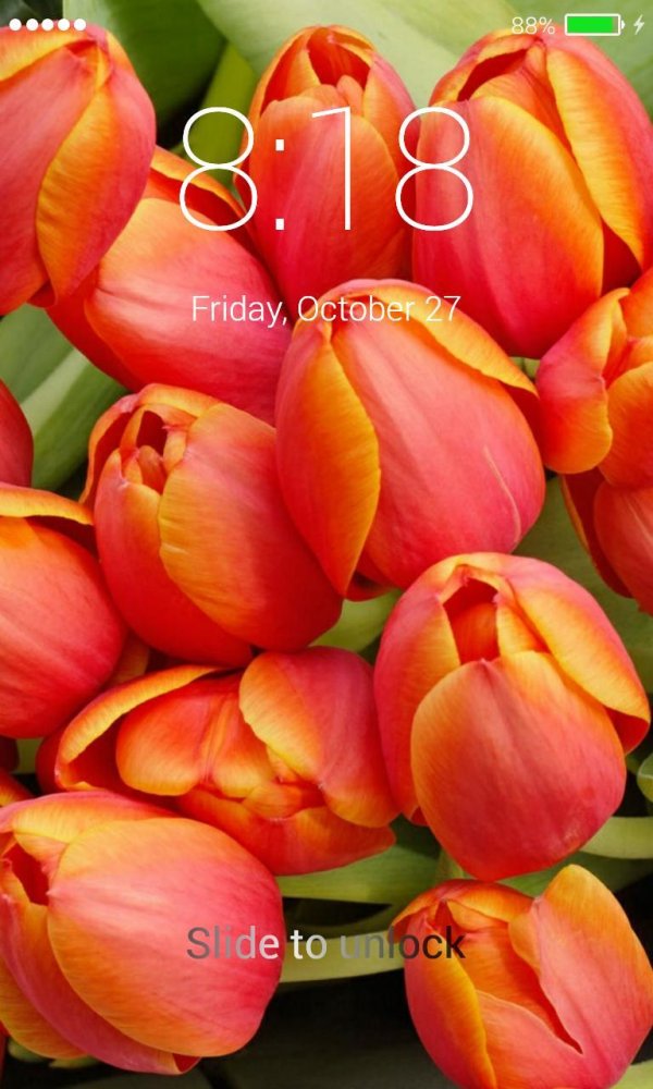 тюльпан алоха