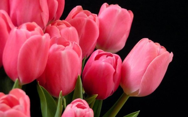 тюльпан жаклин