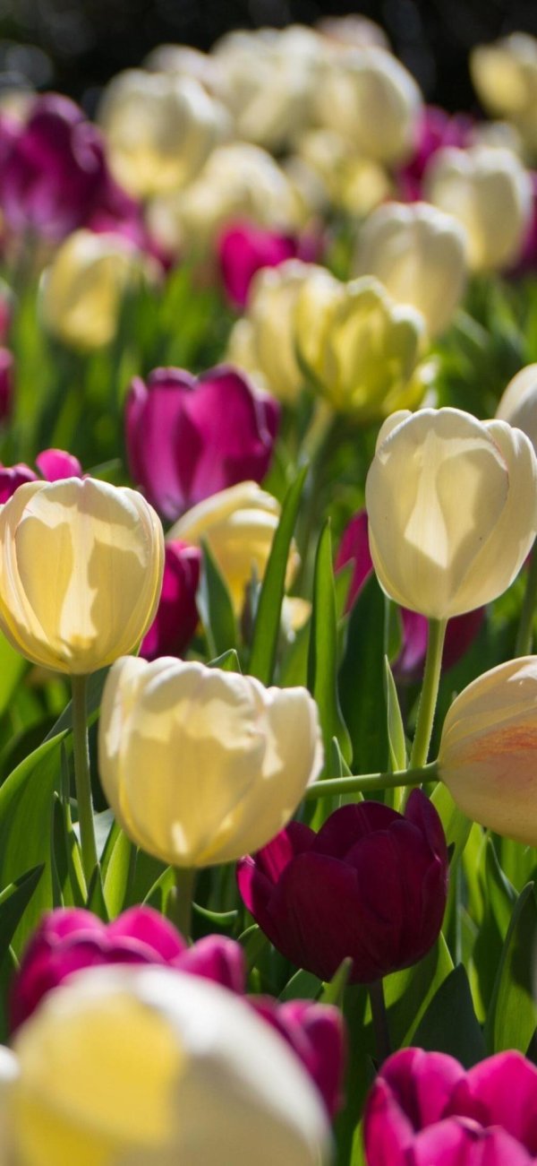 тюльпан триумф negrita